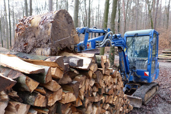 forestry nvq